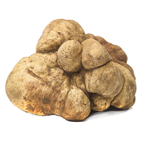 Tuber magnatum pico 1